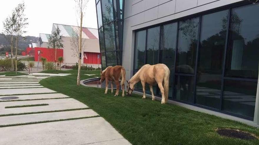 Caballos pastando en los jardines de una de las empresas. // FdV