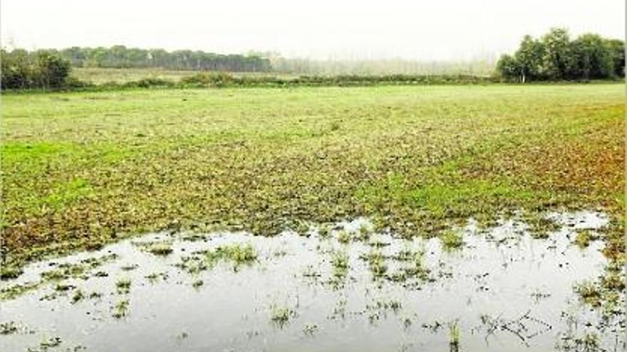 La finca de Llagostera on l&#039;Agència Catalana de l&#039;Aigua va fer aturar la neteja i en va multar el propietari.