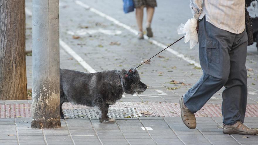 La Región comienza su cruzada contra el pipí de perro en la calle