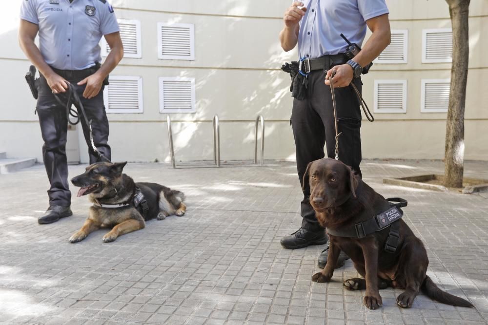 Kira, el nou efectiu de la Unitat Canina de Girona
