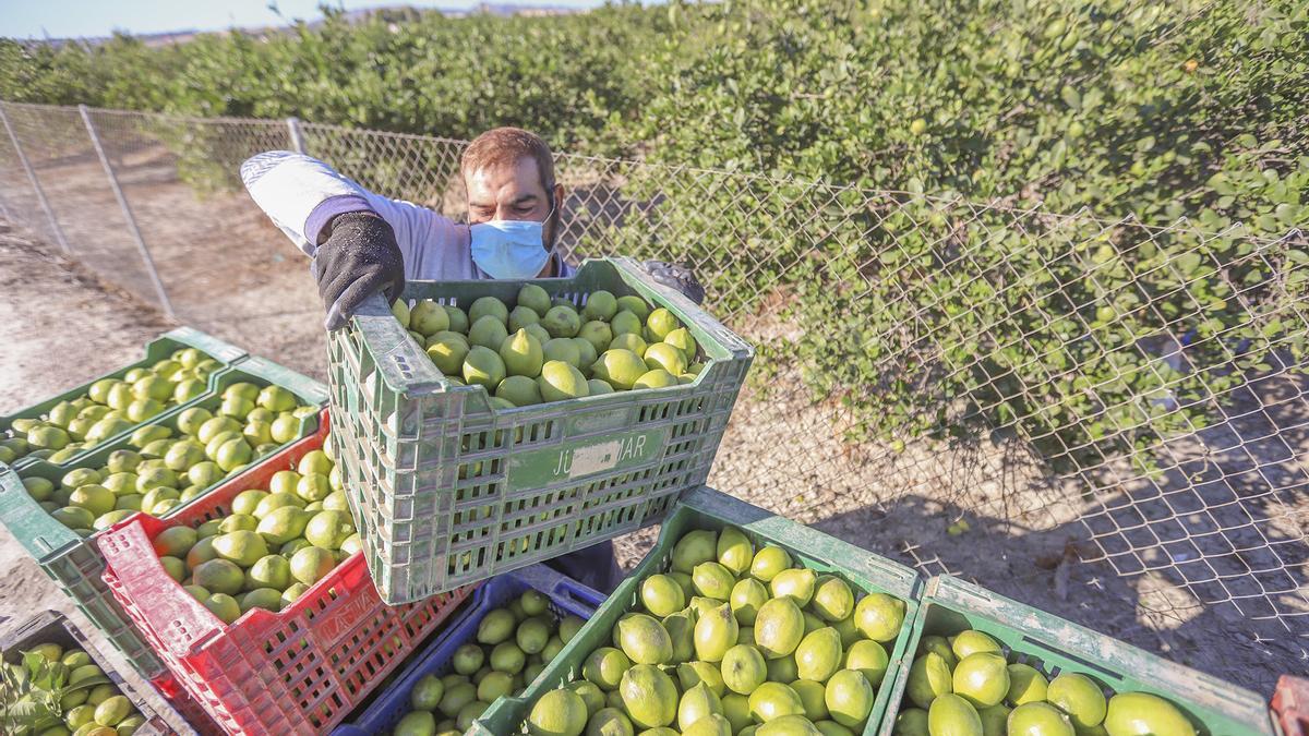 Un agricultor recoge limones en Almoradí en una imagen de archivo