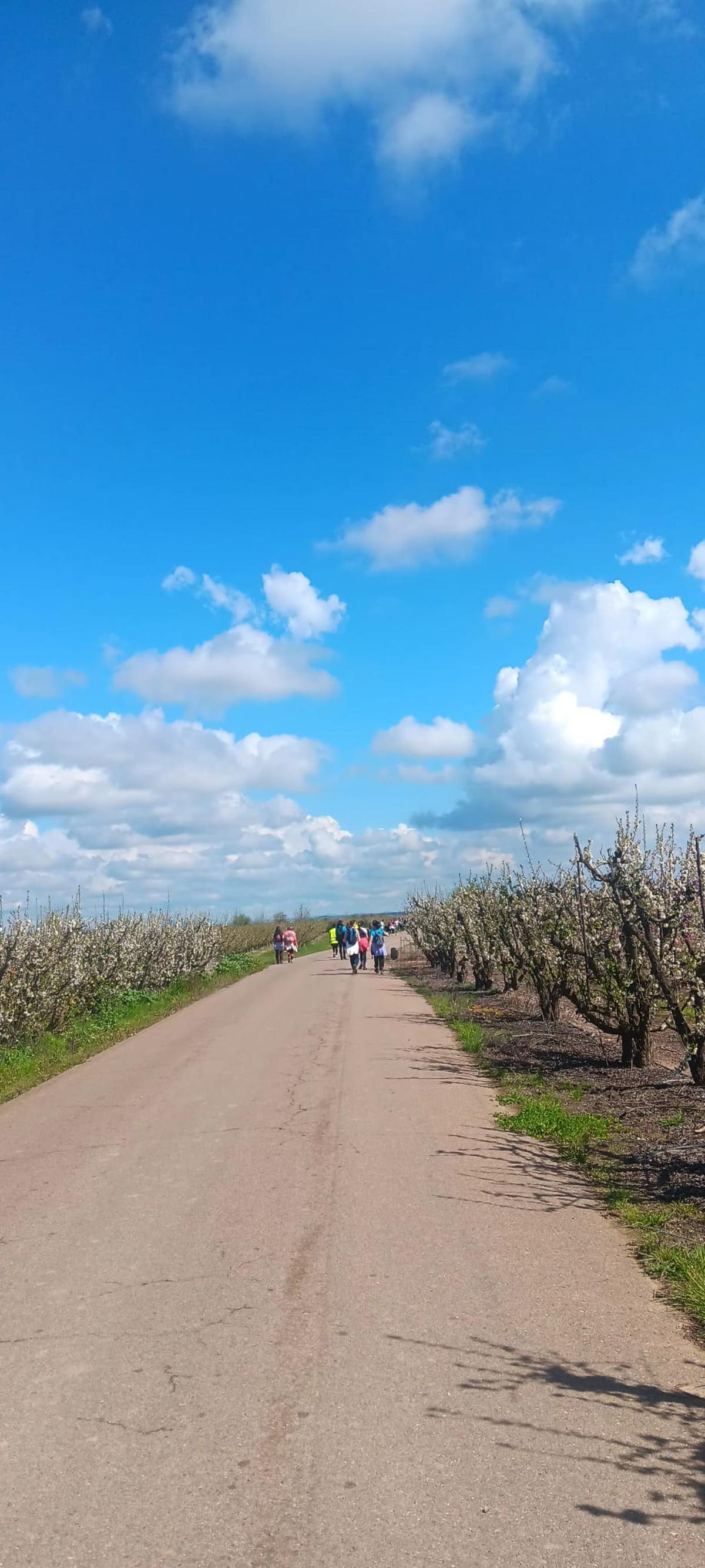 Un camino entre árboles en flor en Valdelacalzada.