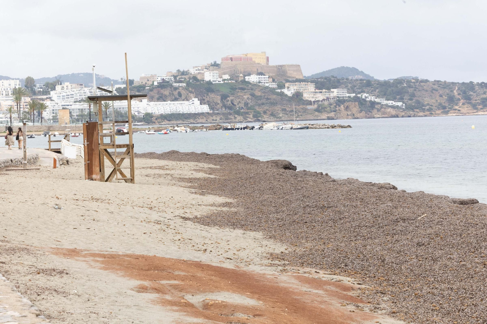 Posidonia en Platja d'en Bossa