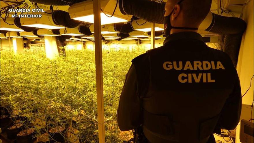 Un agente observa el cultivo en el sótano de marihuana