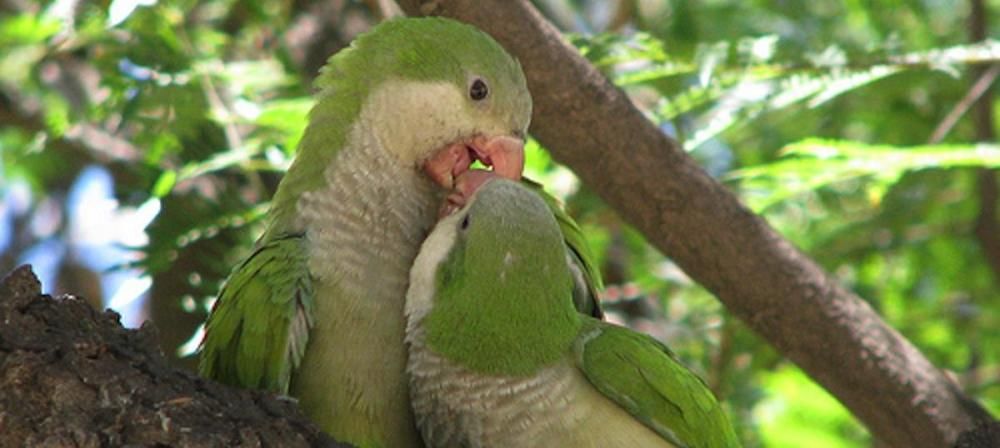 Una pareja de cotorras Argentinas.