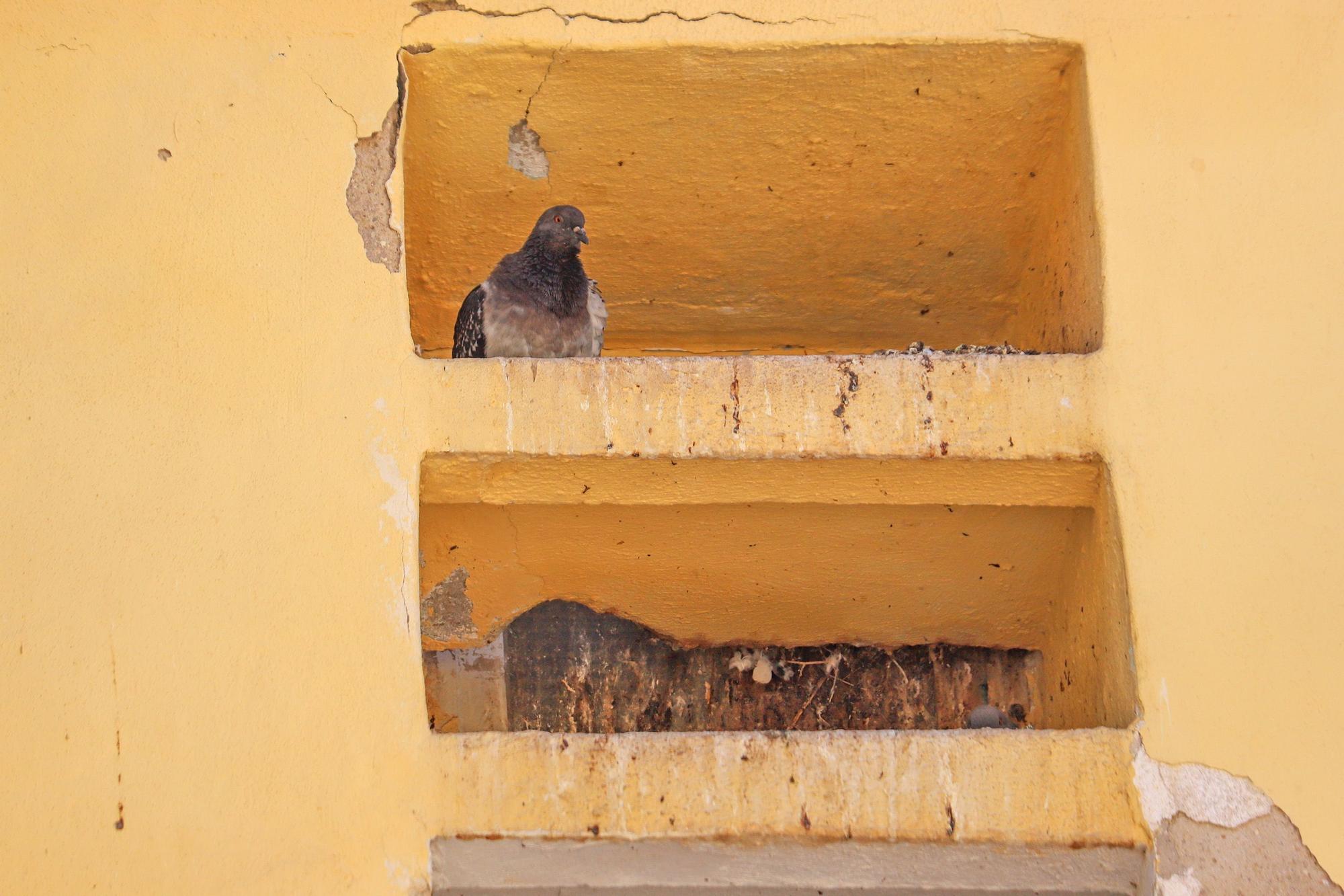 Quejas por la plaga de palomas en Miguel Hernández