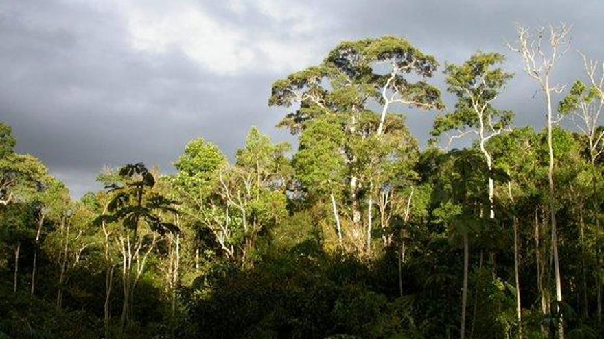 Entre el 40% y el 60% de los árboles de la región amazónica de Ecuador son desconocidos