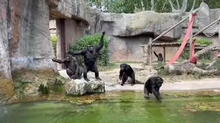 Agua y helados para refrescar a los animales del zoo de Barcelona