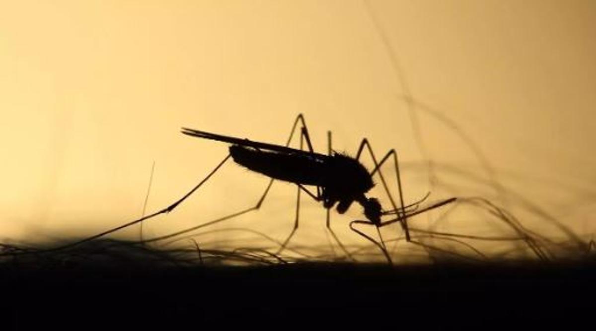 Imatge d'arxiu "adeu, mosquits"