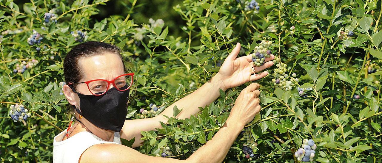 En la Finca de A Condesa, en Ribeira, se recogen estos días las variedades tempranas de arándanos.   | // BERNABÉ/JAVIER LALÍN