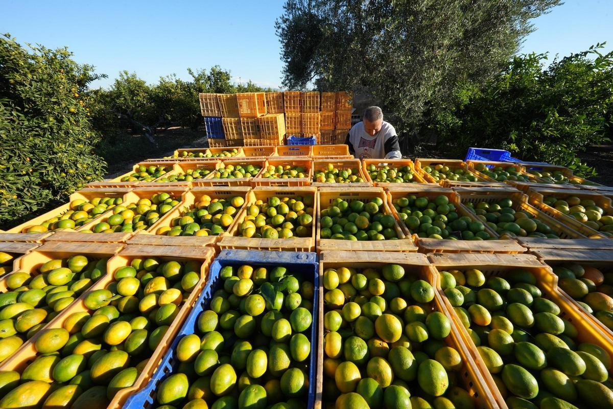 'Collidors' de cítricos en un huerto de Almassora, en una imagen de archivo.