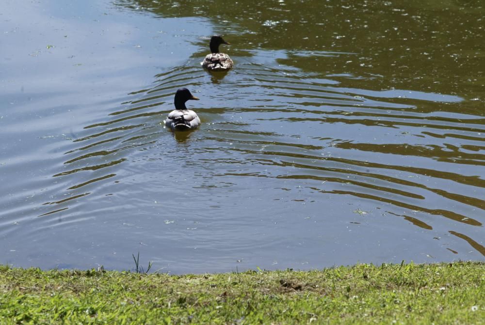 Visita de Wenceslao López al golf de Las Caldas