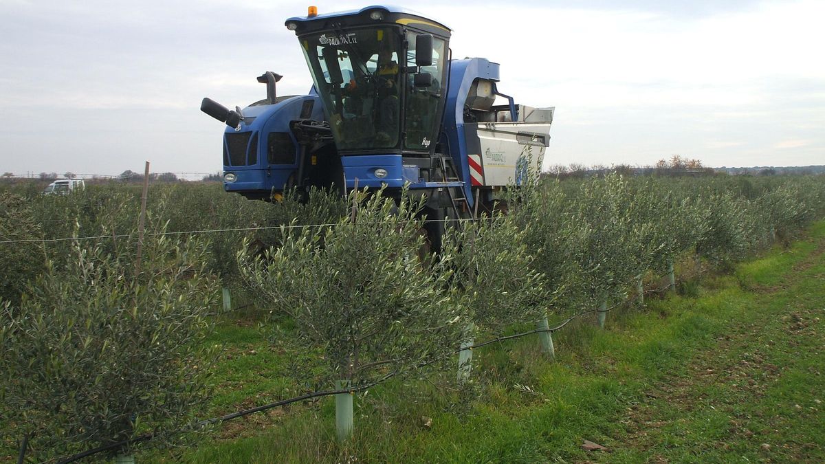 Una máquina recoge aceitunas en un olivar cultivado en intensivo.