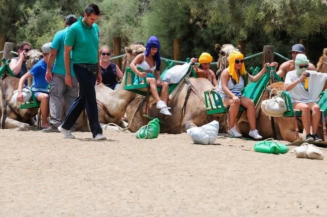 Reportaje excursiones con camellos en las Dunas ...