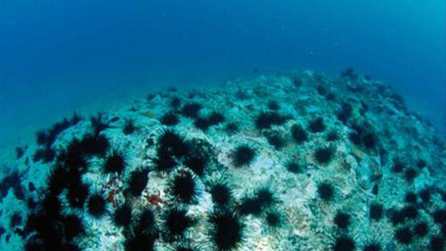 Hallan primeras evidencias de microplásticos en erizos de mar en Canarias
