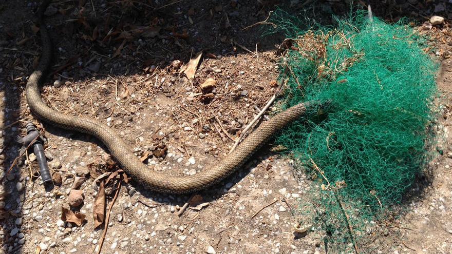 La serpiente, atrapada en una red.