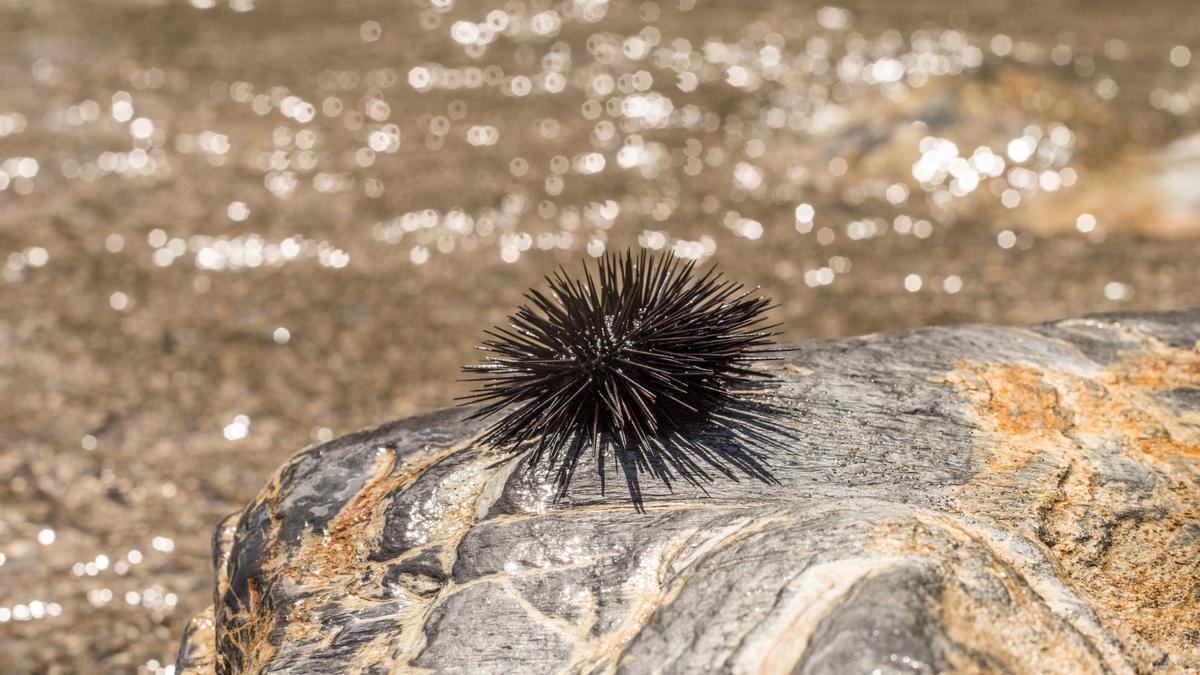 Cómo actuar si te pinchas con un erizo de mar