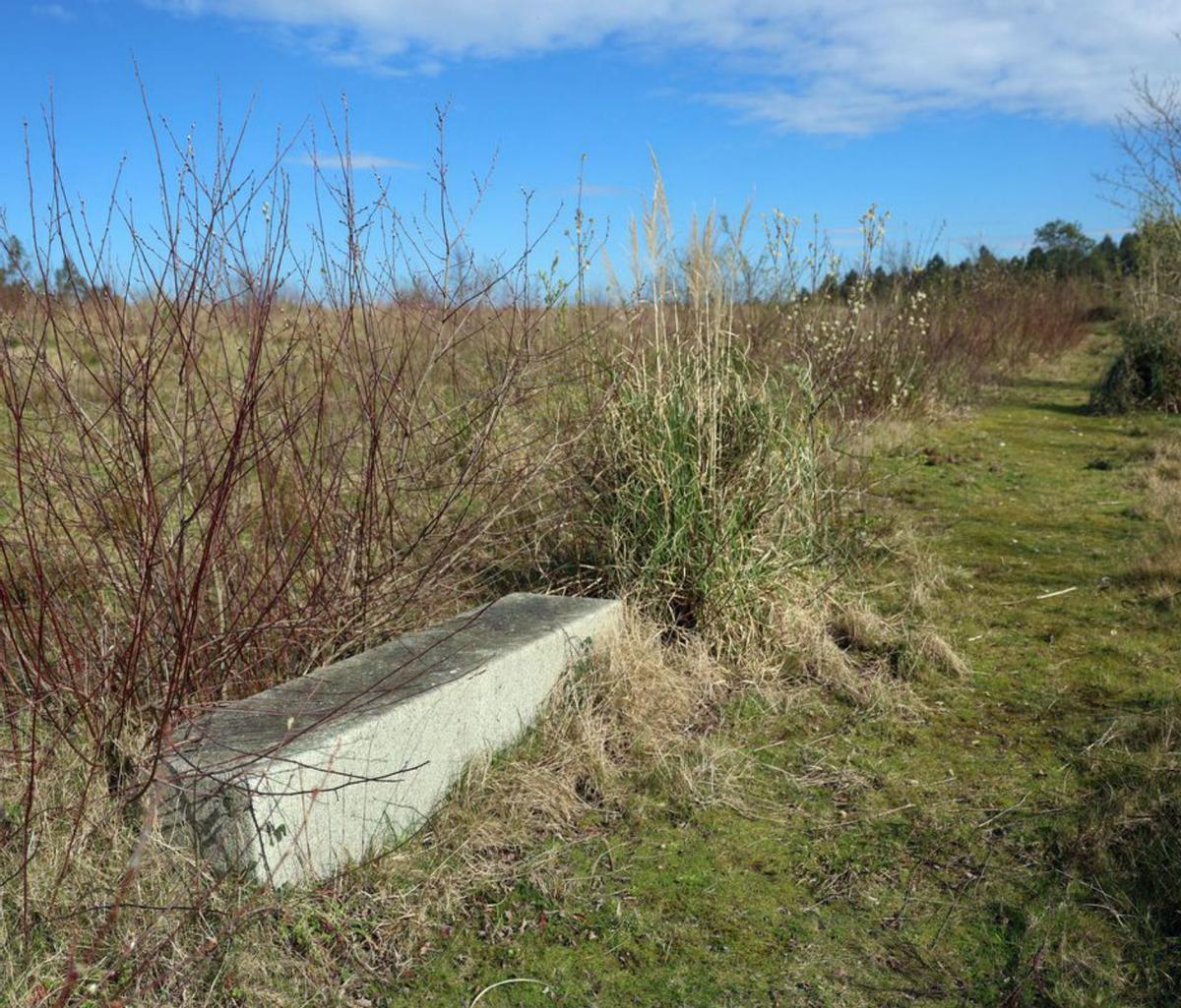 La vegetación empieza a cubrir los dos pasos de uno de los accesos al recinto. |  Noé Parga