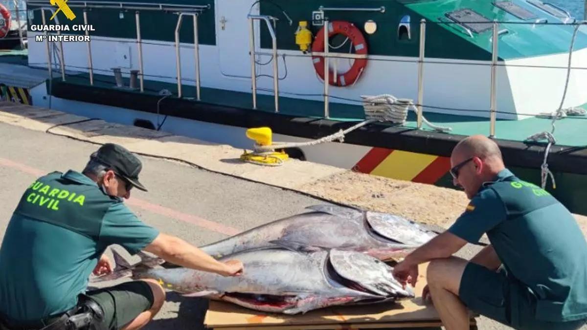 Intervención de la Guardia Civil de pesca ilegal de atunes en junio pasado en aguas de la provincia de Alicante