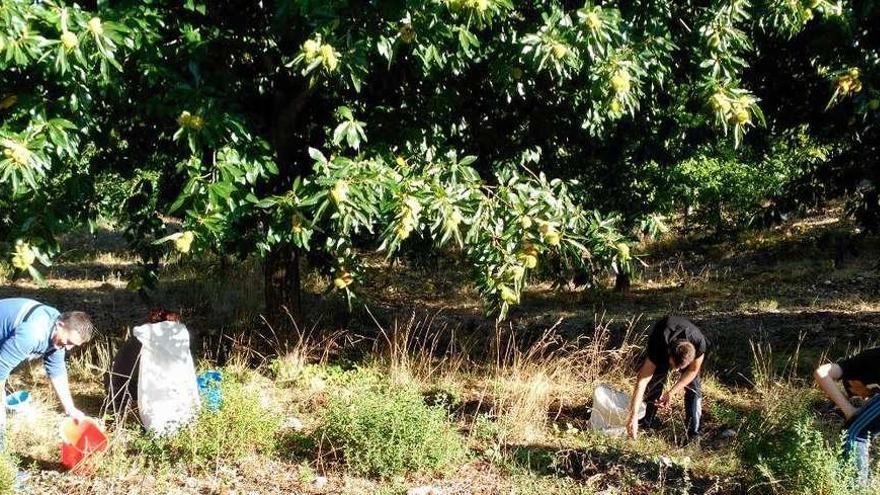 Un grupo de alistanos recoge castañas en la comarca.