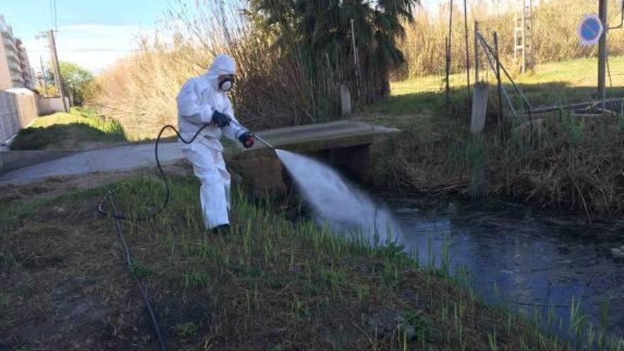 Peñíscola inicia la lucha contra el mosquito tigre con larvicida biológico