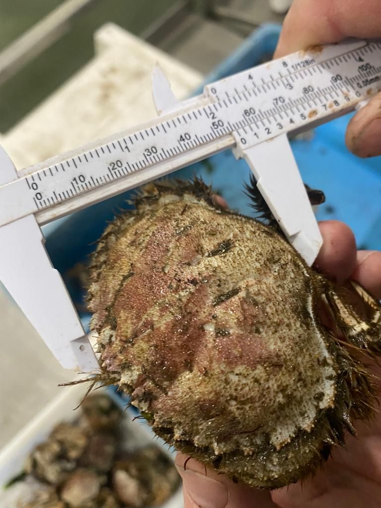 La medición de los cangrejos capturados.