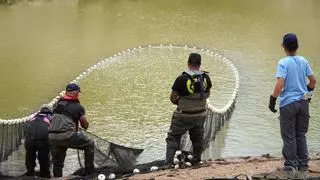 Operación rescate de peces en el pantano de Ulldecona para garantizar la calidad del agua