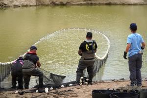 Vacían de peces el pantano de Ulldecona para evitar una mortalidad masiva y garantizar la calidad del agua