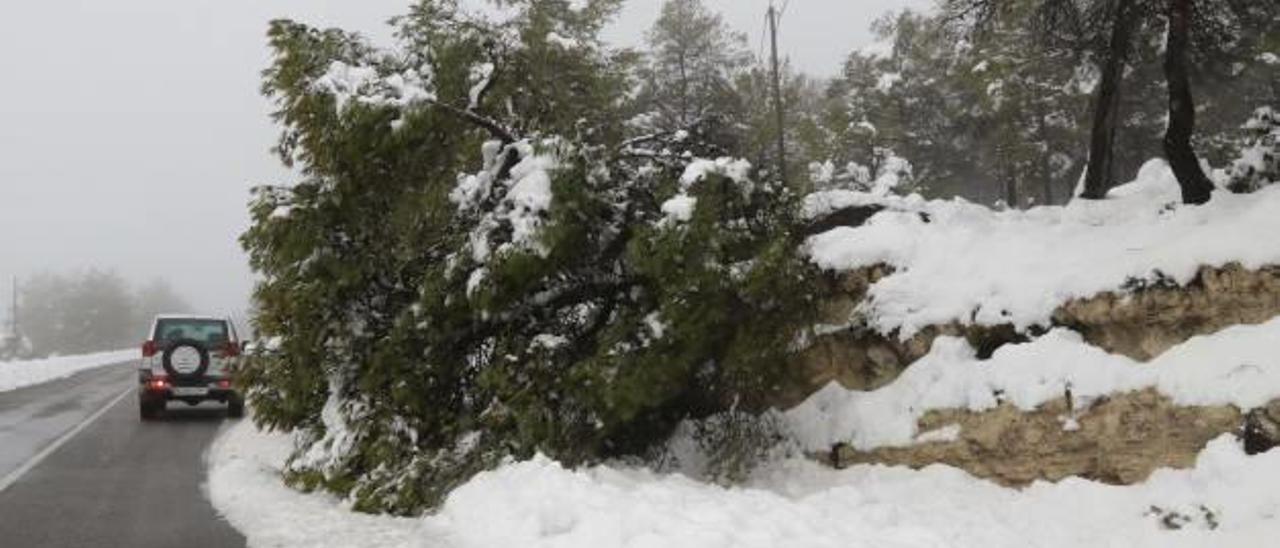 El temporal de nieve y vientro provocó la caída de muchos árboles, como este en la carretera a Banyeres.