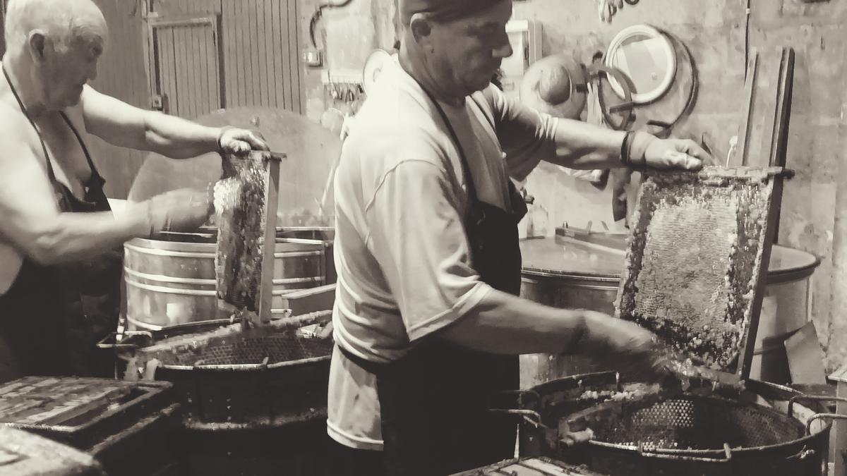 Virgilio y Pristiliano castrando colmenas en la nave de Losar de la Vera.