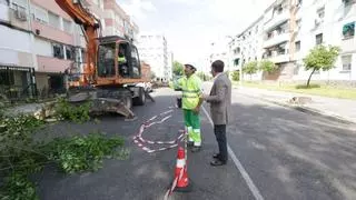 La reforma de la avenida Virgen Milagrosa incluirá el asfaltado de sus 657 metros