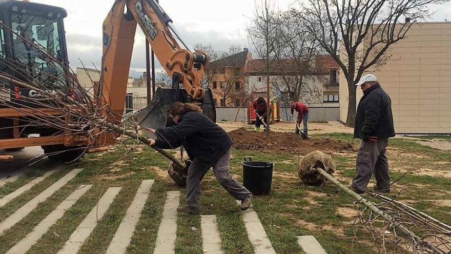 Solsona enllesteix la plantació d&#039;una setantena d&#039;arbres a diferents indrets