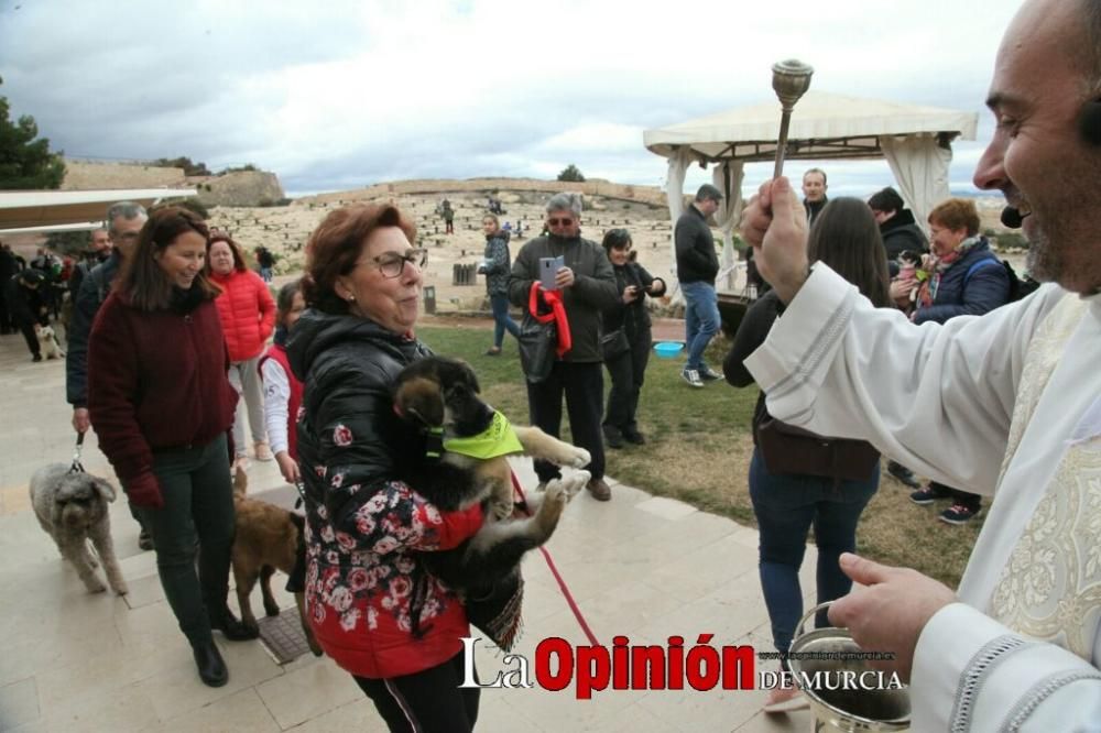 Jornada especial por San Antón en la Fortaleza del Sol de Lorca