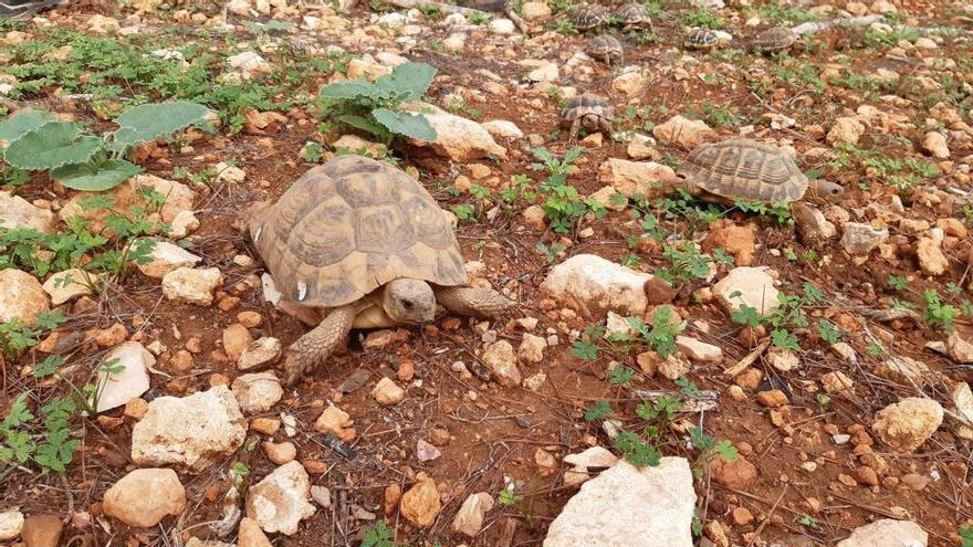 Liberan a 170 tortugas terrestres protegidas en la finca de Capocorb