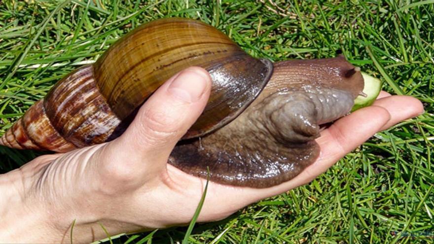 ¿El caracol gigante y letal que aterroriza a EEUU puede llegar a España?