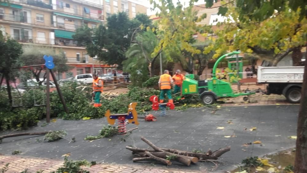 Desbroce de árboles en Paterna