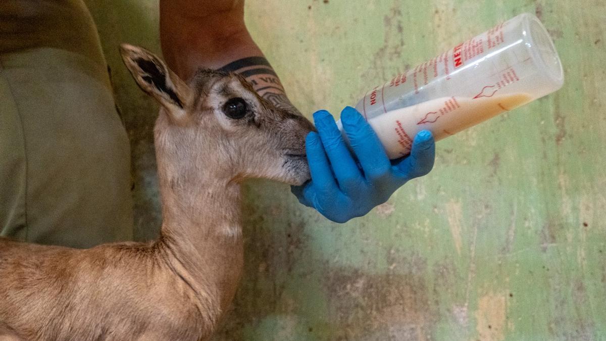 Gacela de Mhorr en el Bioparc, una especia extinta ya en su hábitat natural