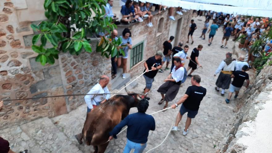 Fornalutx se prepara para su &#039;correbou&#039;, entre críticas de los animalistas: &quot;Hay que abolirlo&quot;