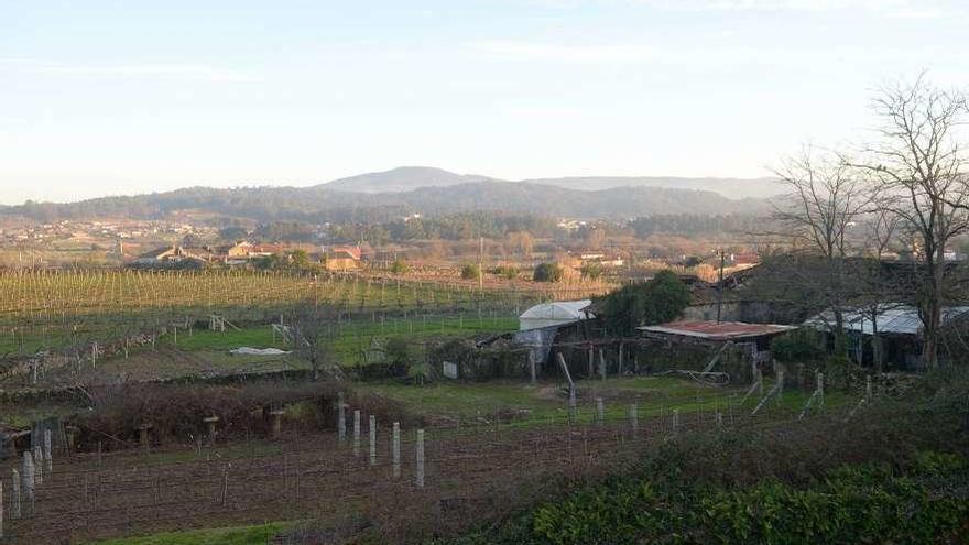 Tierras en Oubiña (Cambados) afectados por una concentración parcelaria. // Noé Parga