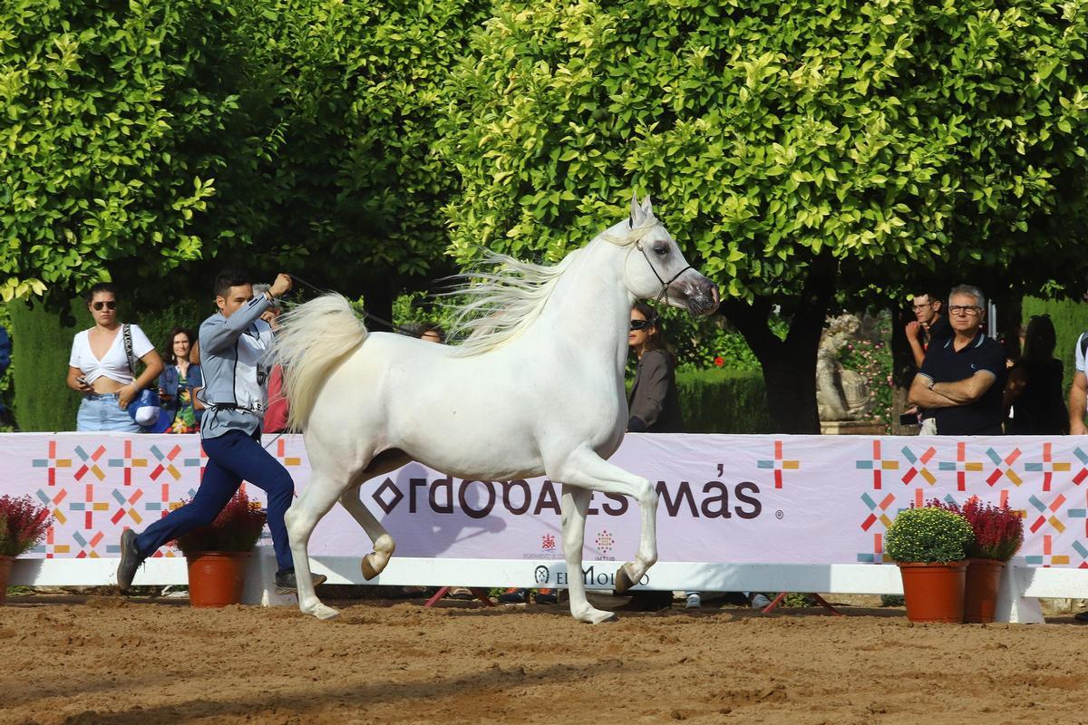 La última jornada del Otoño del Caballo en imágenes La última jornada del Otoño del Caballo en imágenes