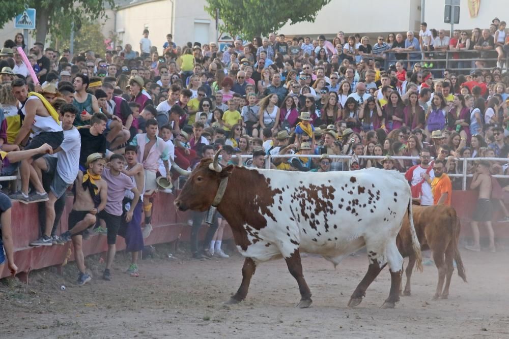 Les vaquetes de Santpedor en imatges