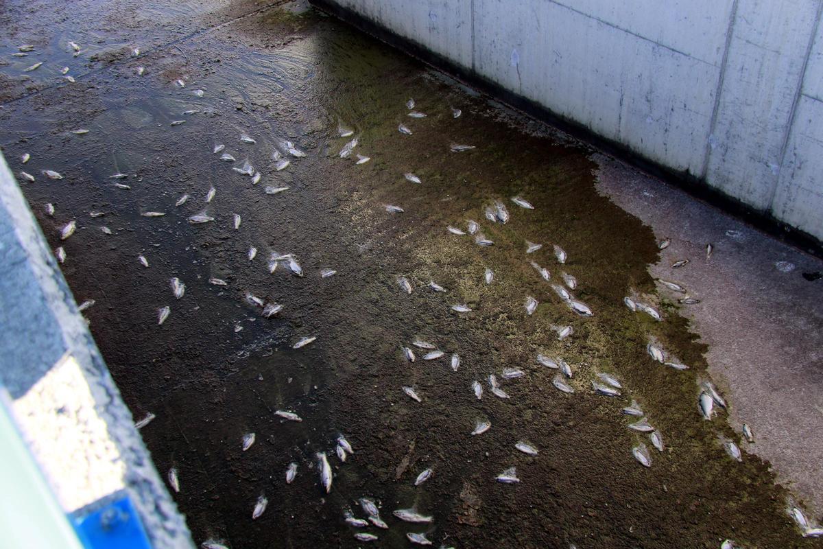 Denuncian la muerte de medio millar de peces en el canal Segarra-Garrigues a les Borges Blanques