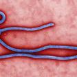 Virión (partícula vírica morfológicamente completa e infecciosa) del virus del Ébola