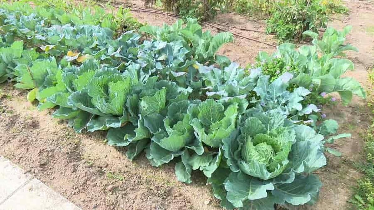 Los nuevos usuarios de los Huertos Urbanos de la avenida de Navarra recibirán las llaves este sábado