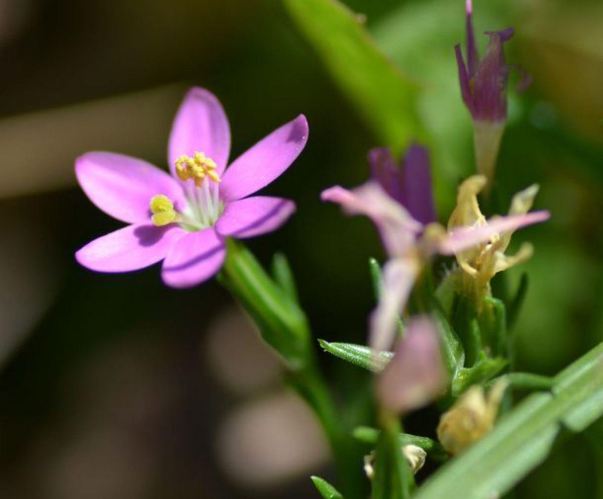 Las flores de Somiedo tienen mensaje