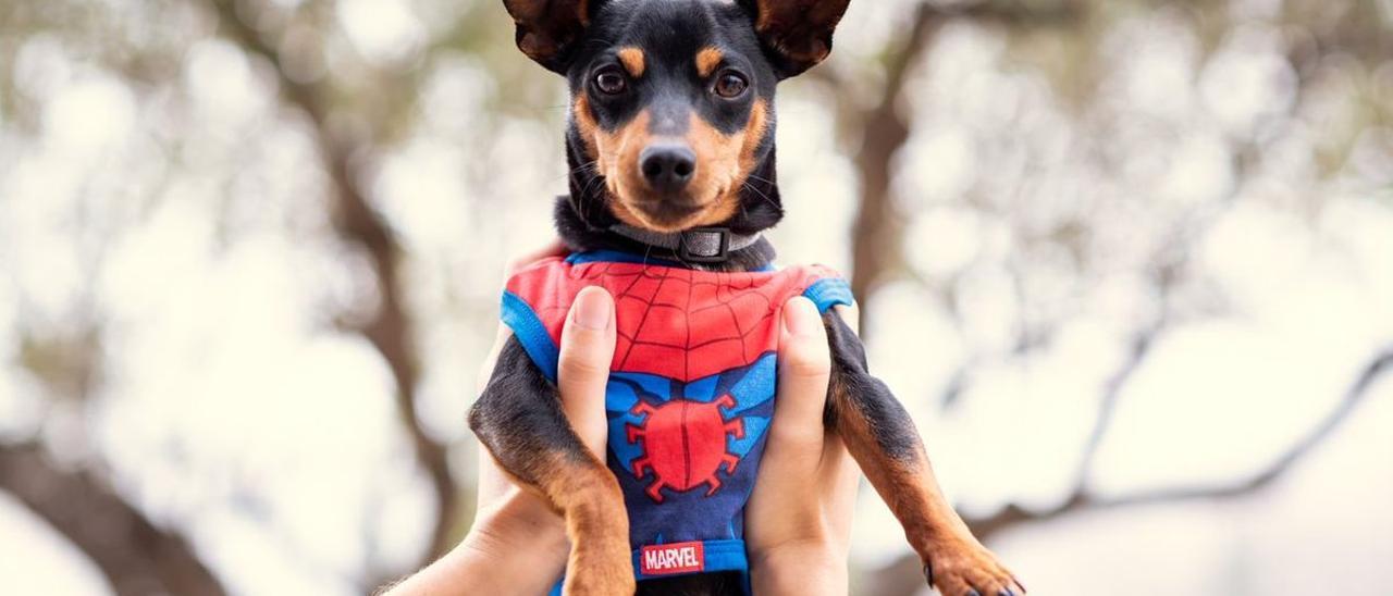 Perro con una camiseta de Marvel.