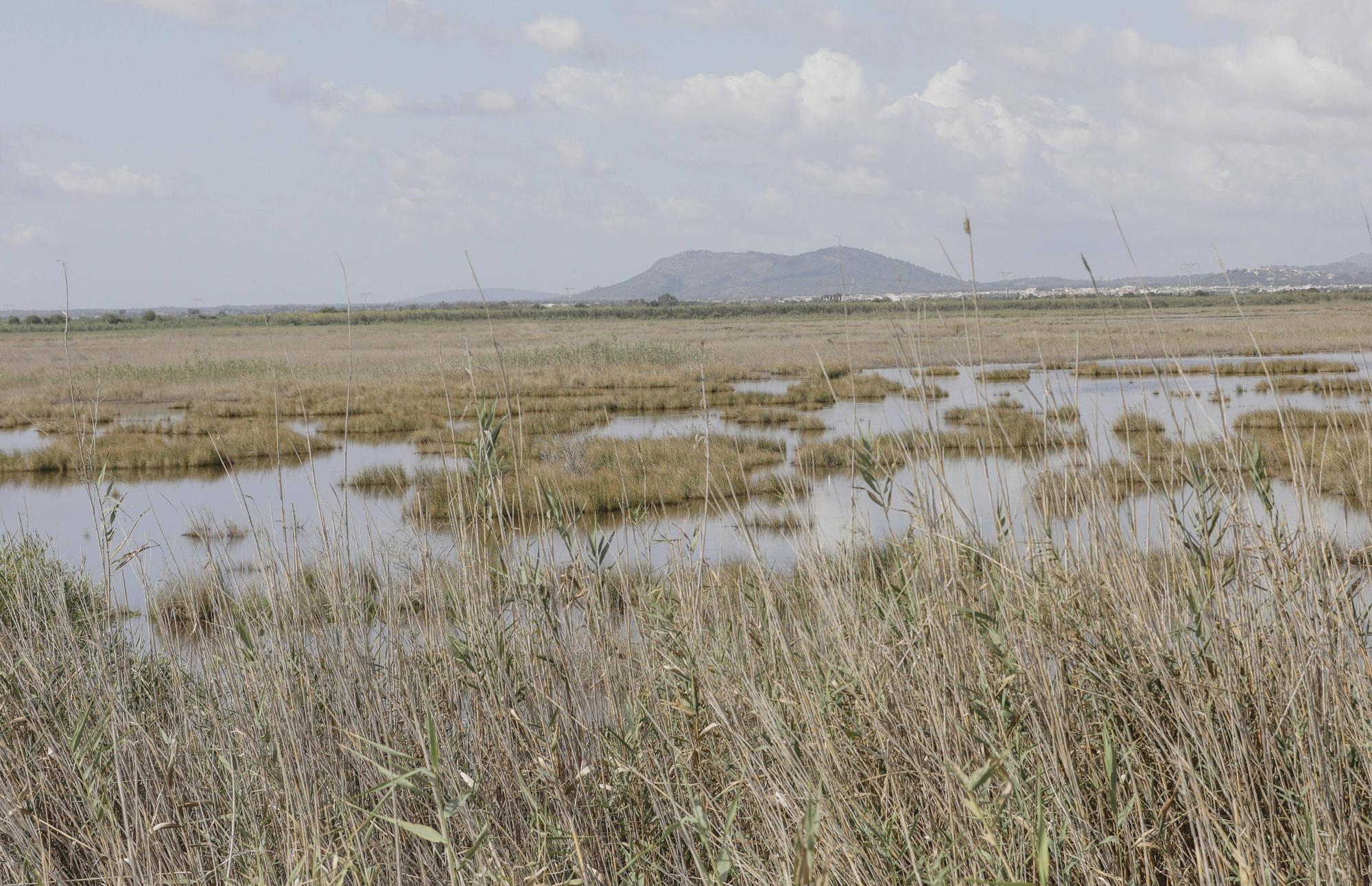 S’Albufera de Mallorca agoniza: Ganan los intereses hoteleros y agrícolas