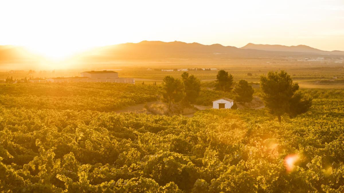 &quot;Siente tus raíces&quot; es el lema de la nueva campaña de promoción de la Federación de Enoturismo de la Comunitat Valenciana.