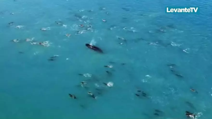 Llega el prestigioso Wild Oceans FilmFest a BIOPARC Valencia