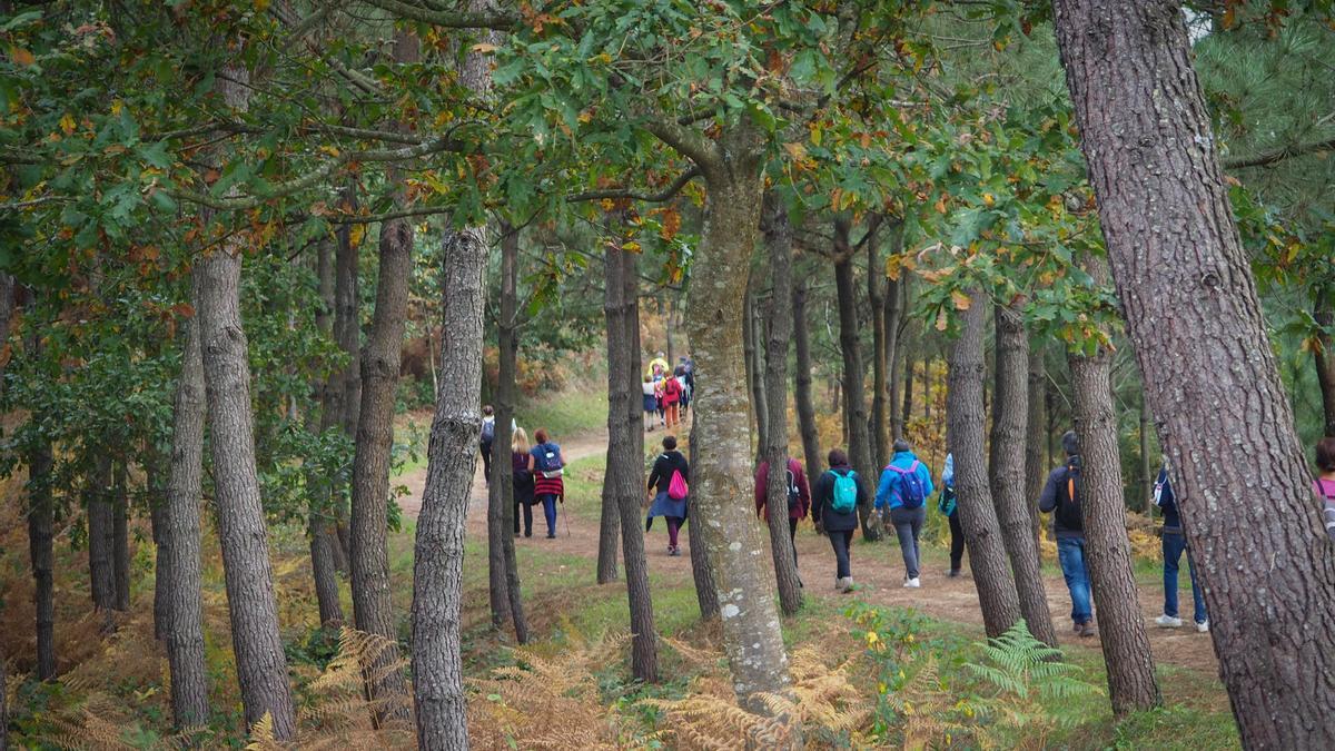 Hombre Haciendo Senderismo En El Bosque De Otoño Imagen de archivo